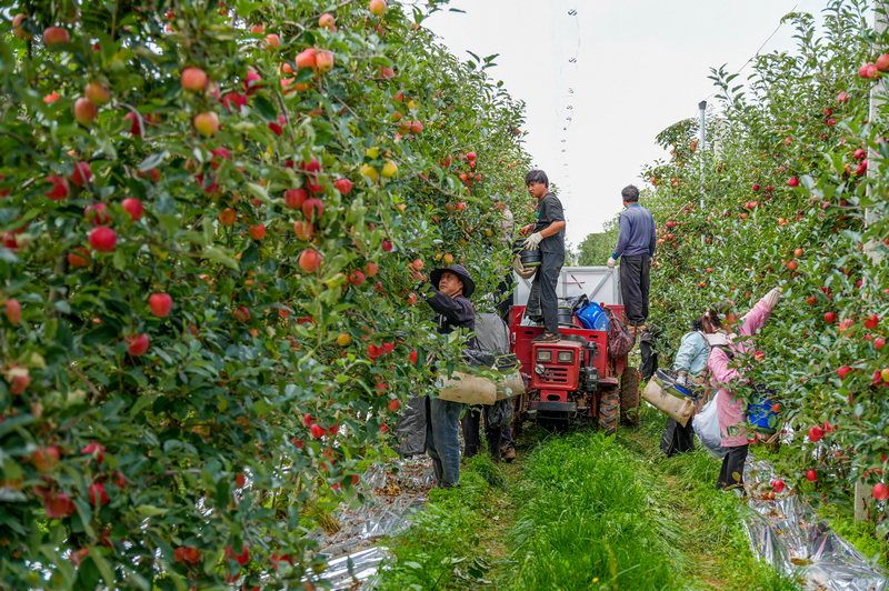 在迤那鎮蘋果基地，務工群眾正在采收蘋果。