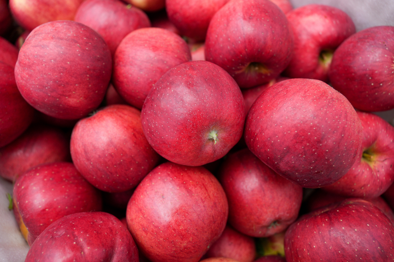 在猴場鎮格寨村蘋果基地，新鮮采摘的蘋果。