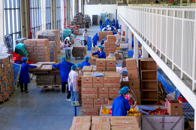 分選線旁，工人正忙著打包蘋果。