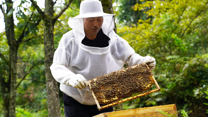 圖為 太壩村天門冬種植基地技術總工申鳳波正在查看蜜蜂采蜜情況。黃婷婷攝