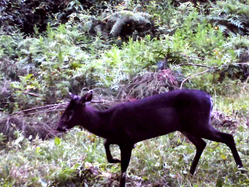 省國有扎佐林場首次監測到毛冠鹿。張雷拍攝