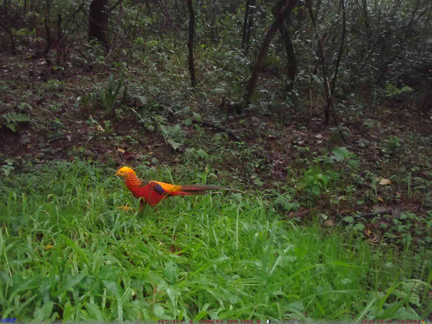 省國有扎佐林場監測到紅腹錦雞。張雷拍攝