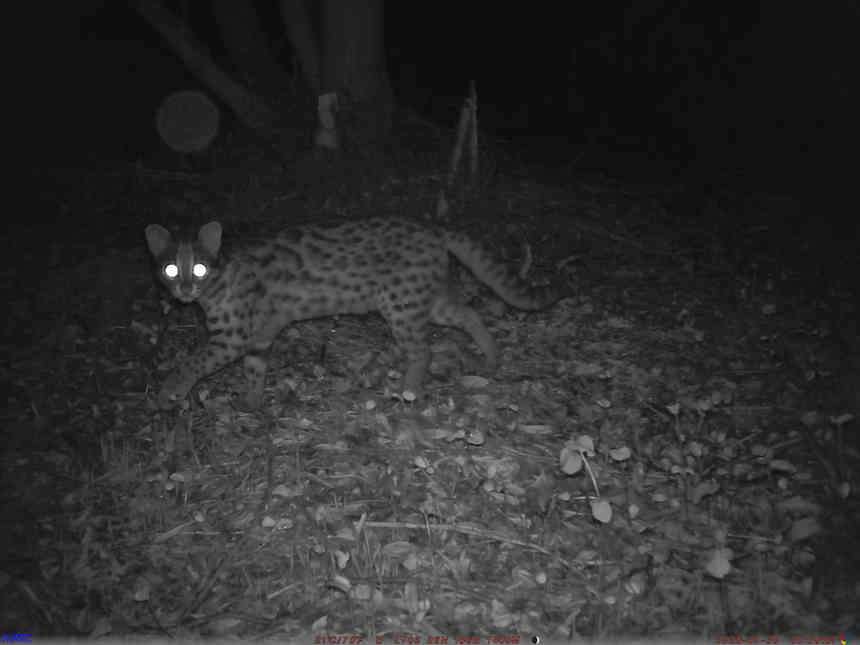 省國有扎佐林場監測到豹貓。張雷拍攝