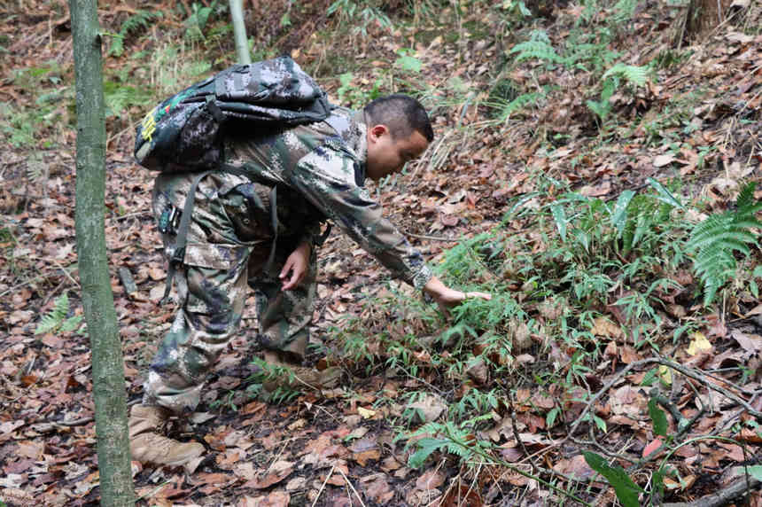 技術人員林間尋找獸徑。姜繼恒攝