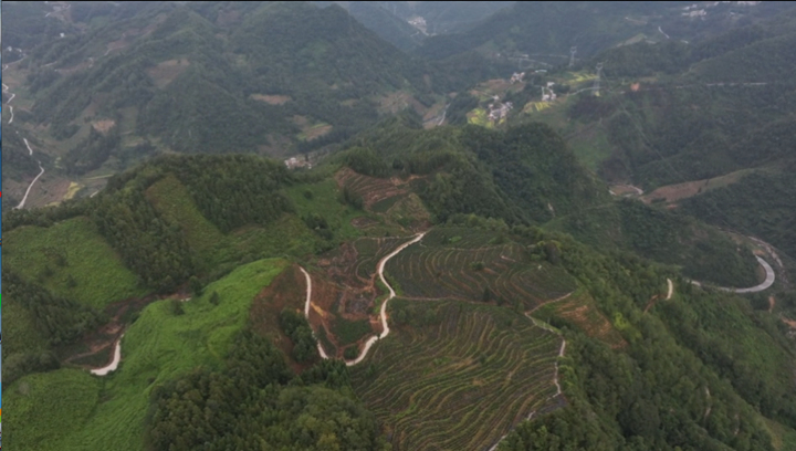 秋染茶山。