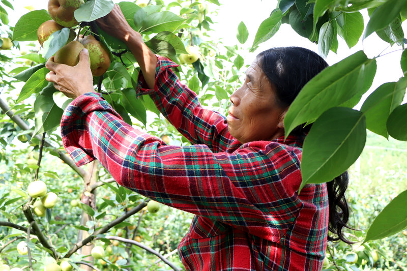 采摘新鮮的官梨。萬蓮蓮攝