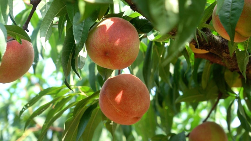 永樂鄉艷紅桃。