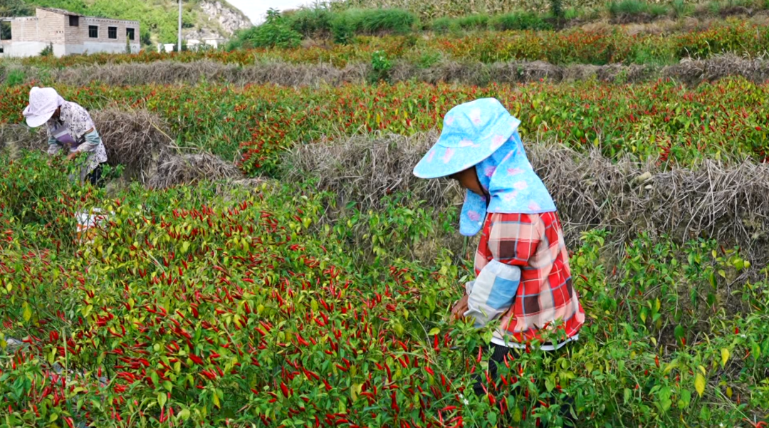 “紅火火”映紅好日子 “綠盈盈”結出致富果。