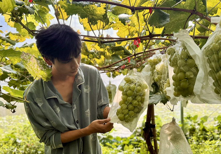 銅仁市萬山區謝橋街道石竹社區高車組葡萄基地里的葡萄掛滿藤蔓。