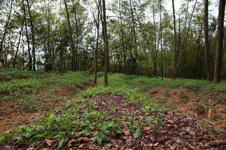 長春堡鎮犀牛村的林下天麻種植基地里。周照人攝