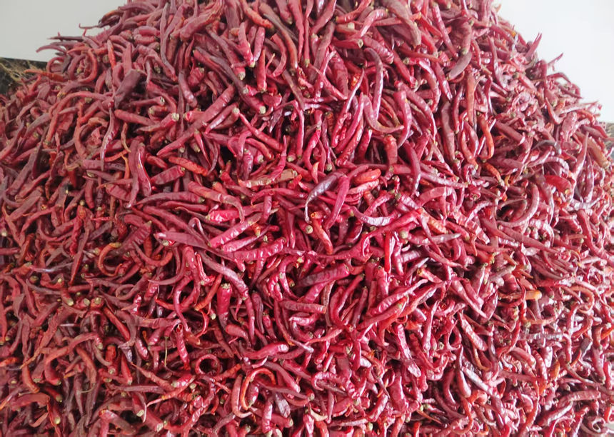 百宜干辣椒。百宜鎮供圖