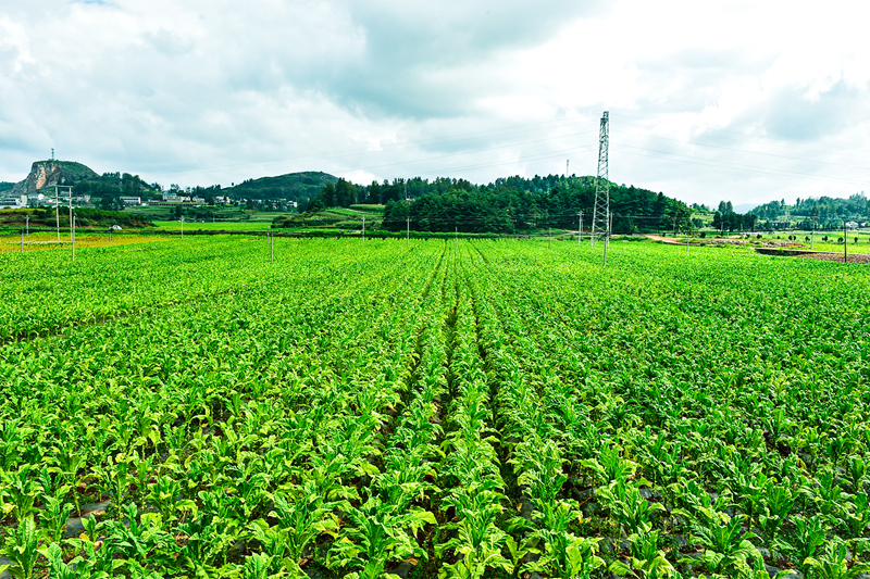 小小“綠葉子”既是農民增收的“錢袋子”，更是振興一方的“金葉子”。郵儲銀行貴州省分行供圖