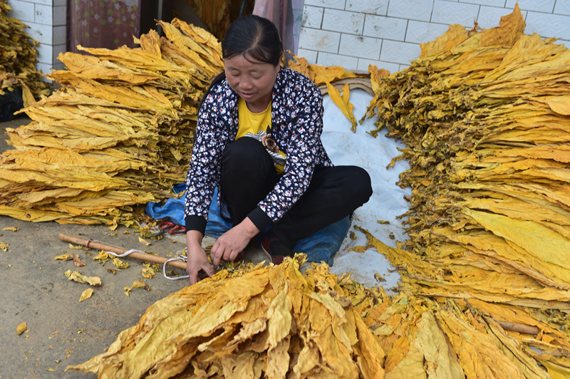 煙農在整理增收致富的“黃金葉”。郵儲銀行貴州省分行供圖