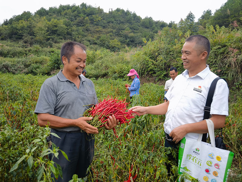 黃平農商銀行工作人員走進線椒基地了解菜農產業發展情況。