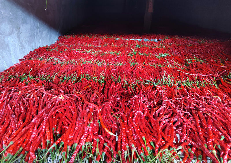 菜農龍貞文將收進家的線椒進行烘烤。