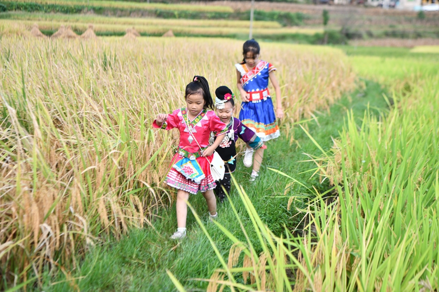 2025年9月13日，貴州省凱里市萬潮鎮馬田村，苗族孩子們在田間走秀鬧豐收。楊仁海攝