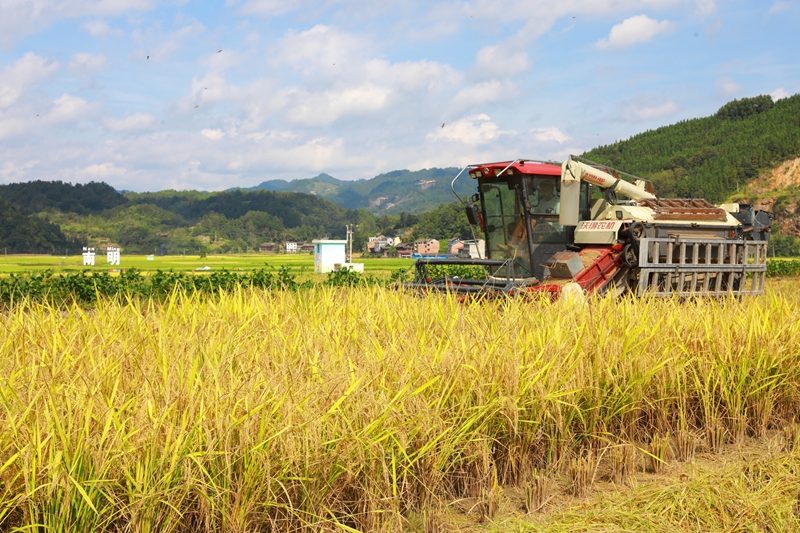收割機正在收割稻谷。謝達意攝 (2)