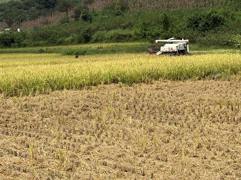 圖為：聯合收割機在田里收割水稻 （胡曉嫻 攝）