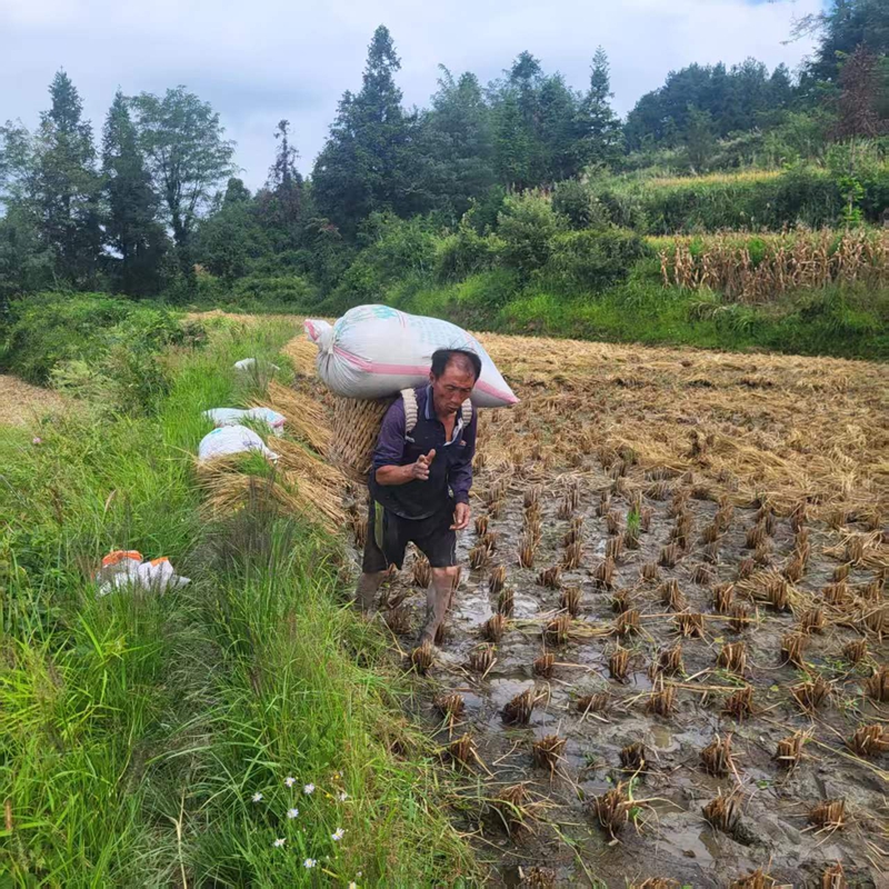 3、小河村民背運收割的稻谷。.jpg