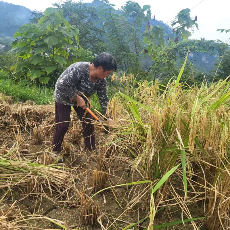 4、堡山村民收割水稻。.jpg