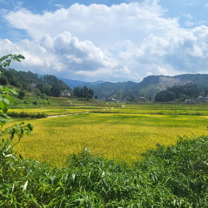 6、人民村連片的高標準農田水稻基地。.jpg