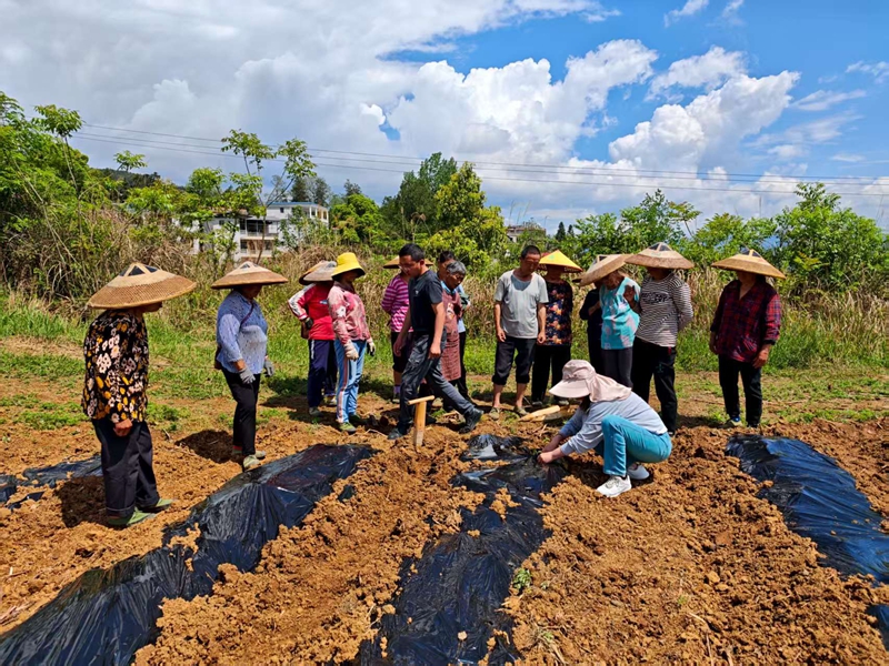 松桃大坪場鎮：訂單農業讓群眾吃下“定心丸”。