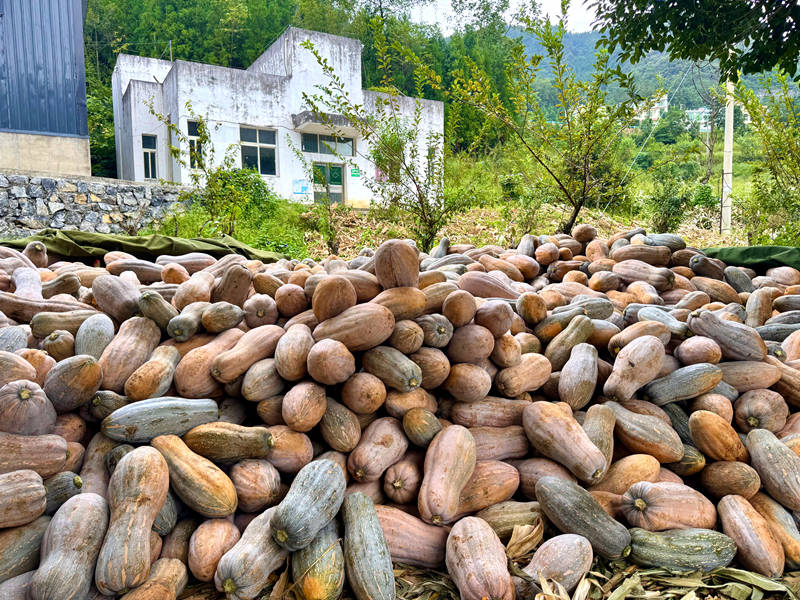 牛腿南瓜采收帶動群眾家門口就業。