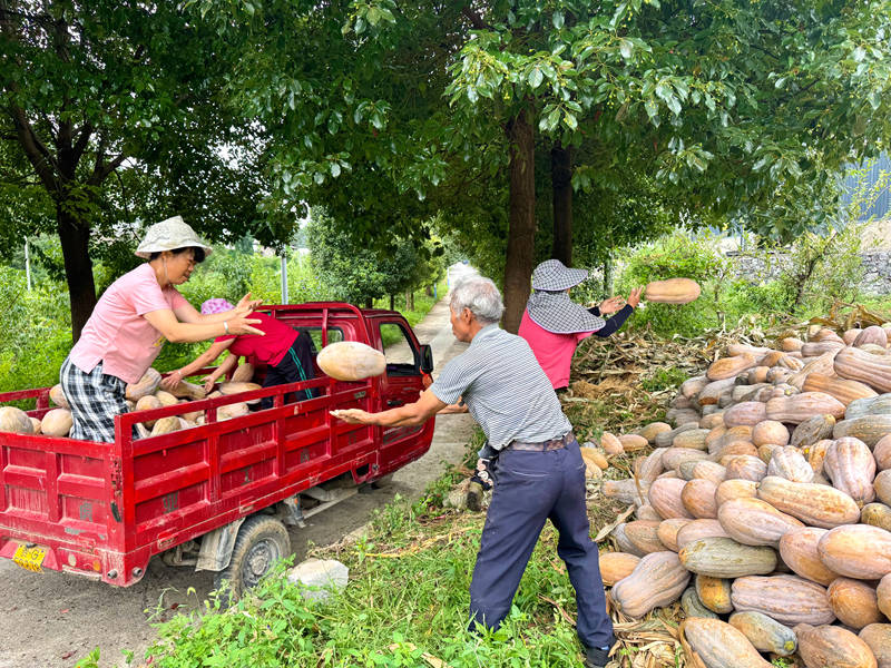 南瓜采收帶動群眾家門口就業。