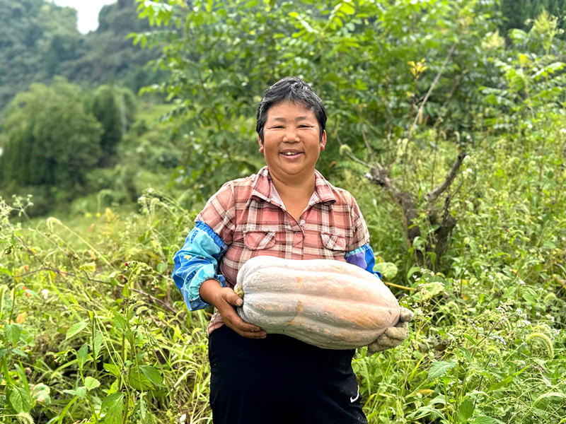 南瓜采收帶動群眾家門口就業。
