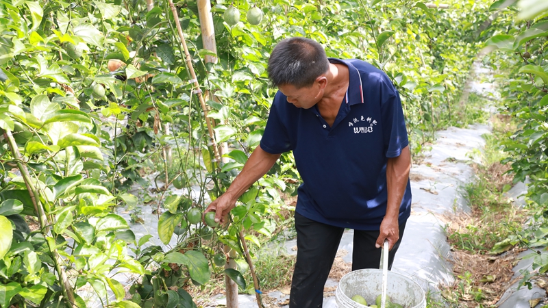 采摘百香果。