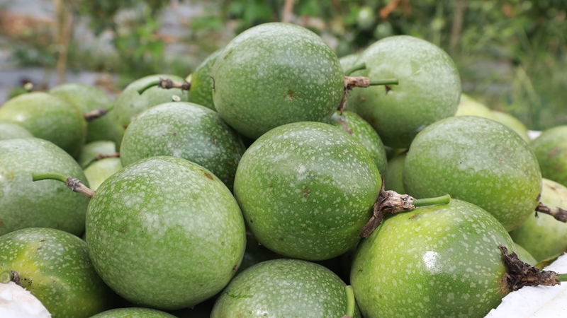 新鮮采摘的百香果。