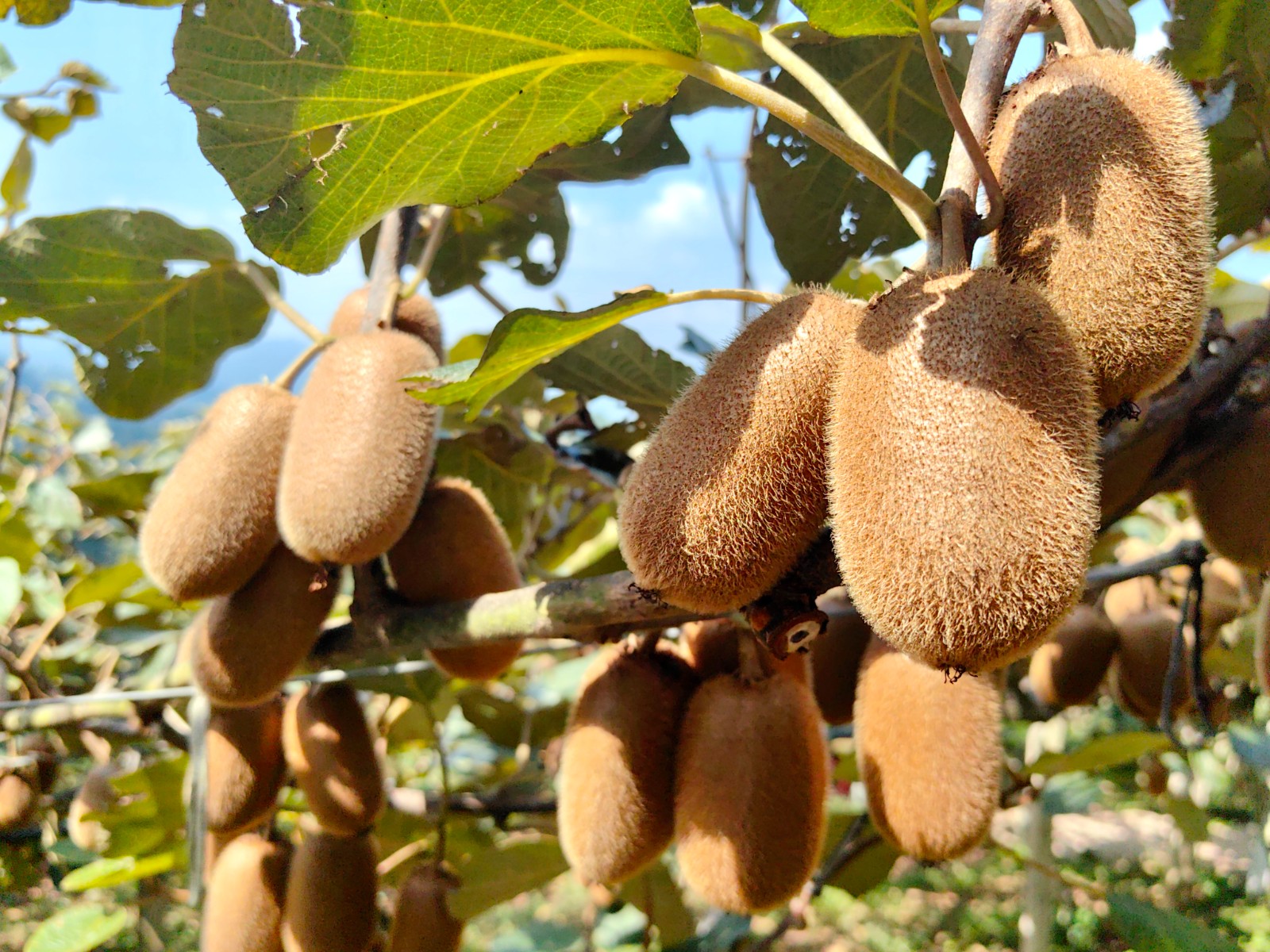 修文獼猴桃果園現場。王艷攝