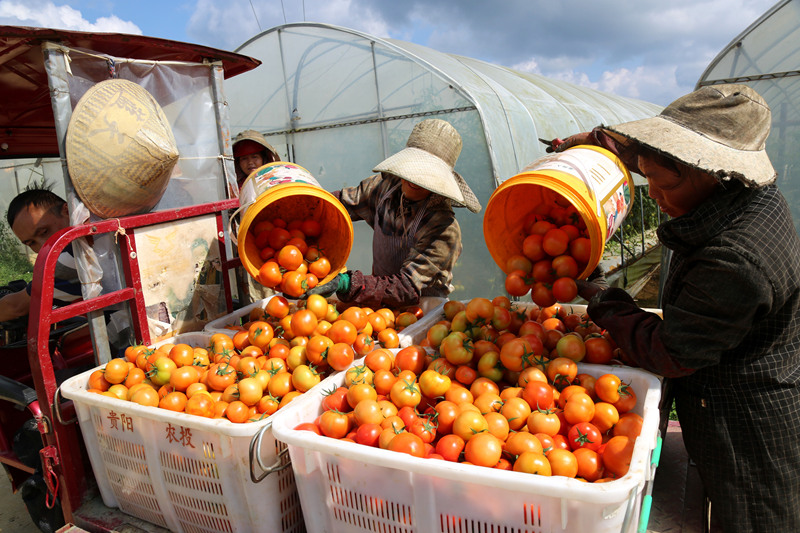 平壩蔬菜產銷兩旺 配套產業助力農產品外銷。