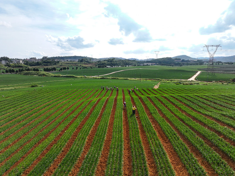 粵黔協作共建現代農業產業園。