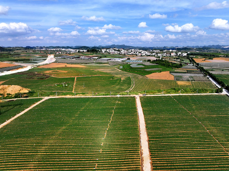 粵黔協作共建現代農業產業園。