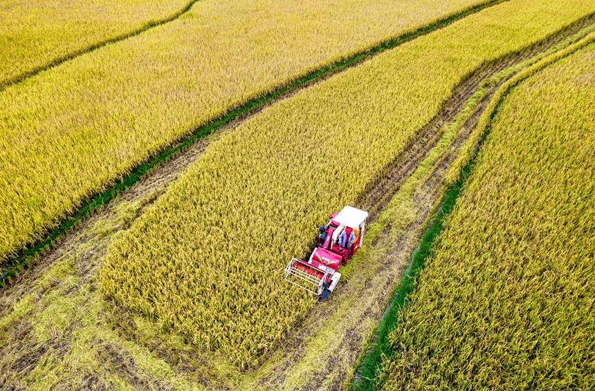 9月17日，貴州省黔西市洪水鎮優質水稻種植基地，農民駕駛小型收割機收割稻谷。