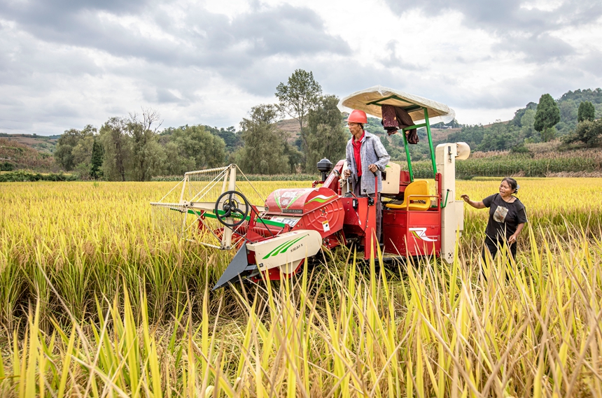 9月17日，貴州省黔西市洪水鎮優質水稻種植基地，農民駕駛小型收割機收割稻谷。