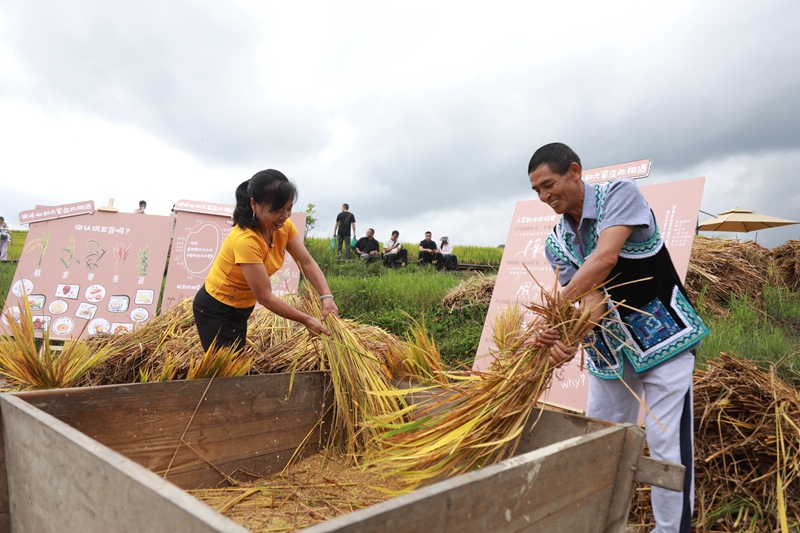 游客在體驗打稻谷。