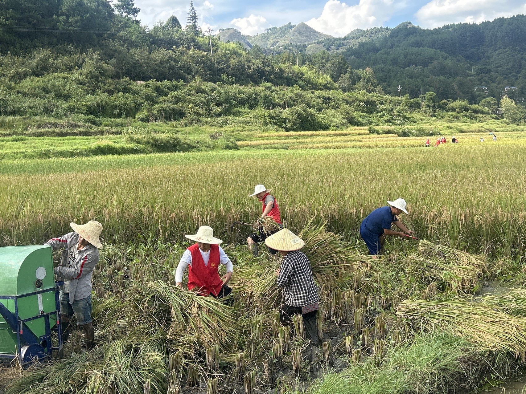 施秉縣雙井鎮志愿者、消防員在幫農戶收割稻谷。