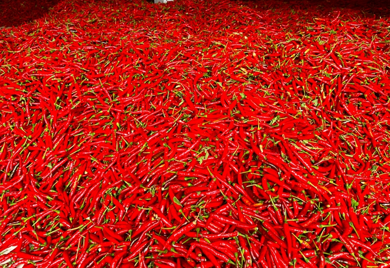 紅 辣椒 (1).jpg
