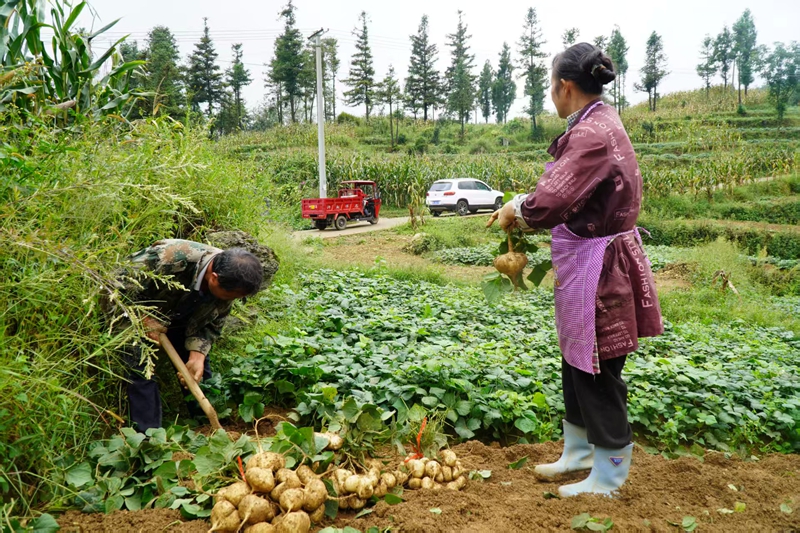 農作物喜獲豐收。