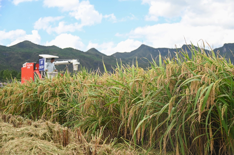 9月16日，農機手操作農機在松桃苗族自治縣烏羅鎮岑司大壩收割水稻。謝慧芳攝