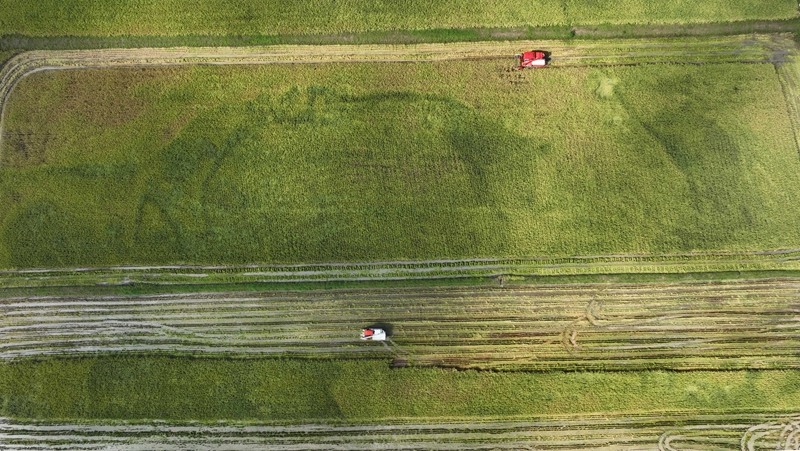 9月16日，農機手操作農機在松桃苗族自治縣烏羅鎮岑司大壩收割水稻。謝慧芳攝