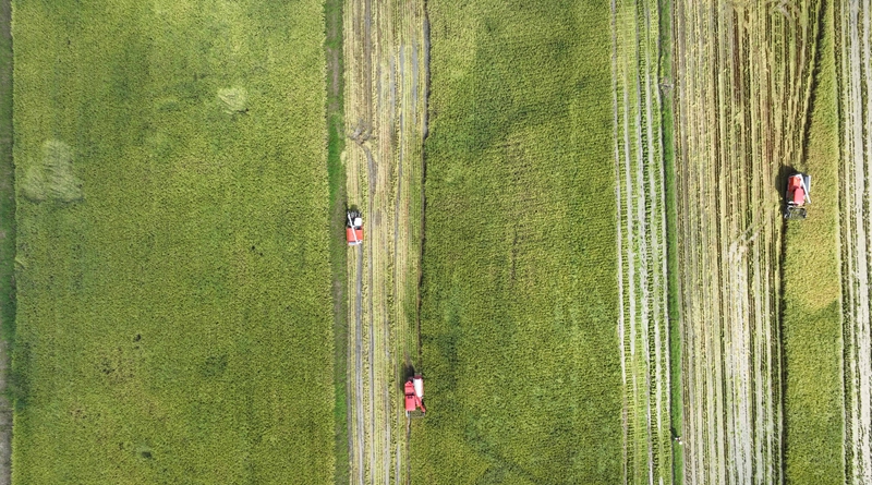 9月16日，農機手操作農機在松桃苗族自治縣烏羅鎮岑司大壩收割水稻。謝慧芳攝