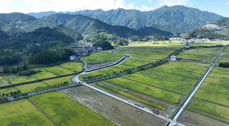 9月16日，農機手操作農機在松桃苗族自治縣烏羅鎮岑司大壩收割水稻。謝慧芳攝 