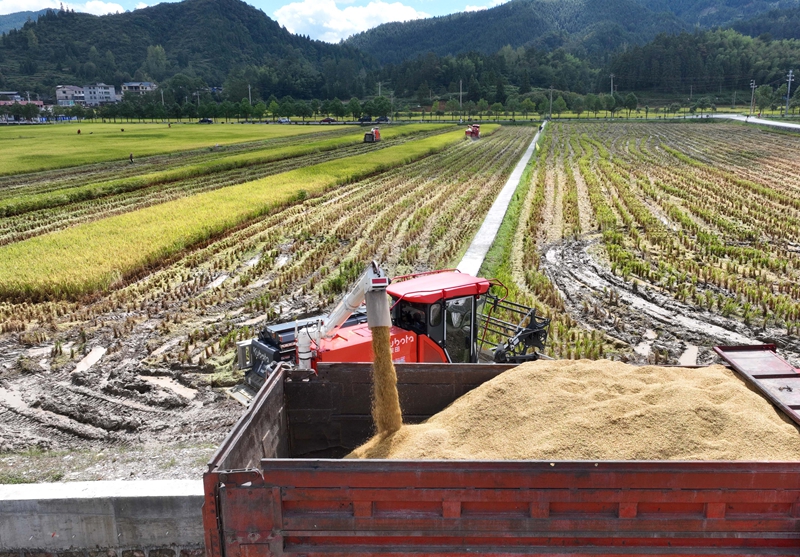 9月16日，農機手操作農機在松桃苗族自治縣烏羅鎮岑司大壩收割水稻。謝慧芳攝