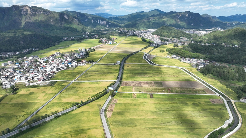 9月16日，農機手操作農機在松桃苗族自治縣烏羅鎮岑司大壩收割水稻。謝慧芳攝 (8)