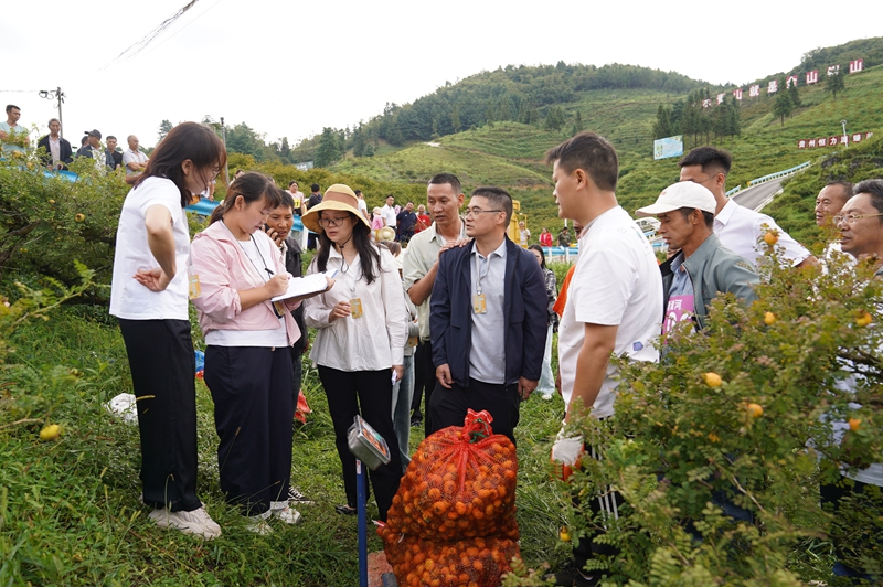 2 “刺梨采摘鮮果采摘能手”稱重現場