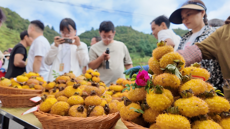 3 “刺梨果王”比拼現場 (2)