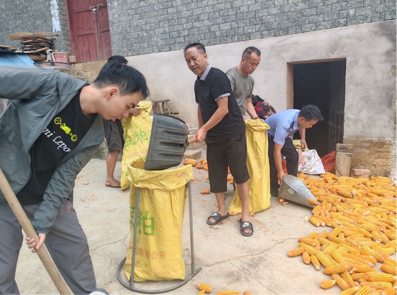 3 圖為旗山村駐村工作隊與群眾一起收玉米